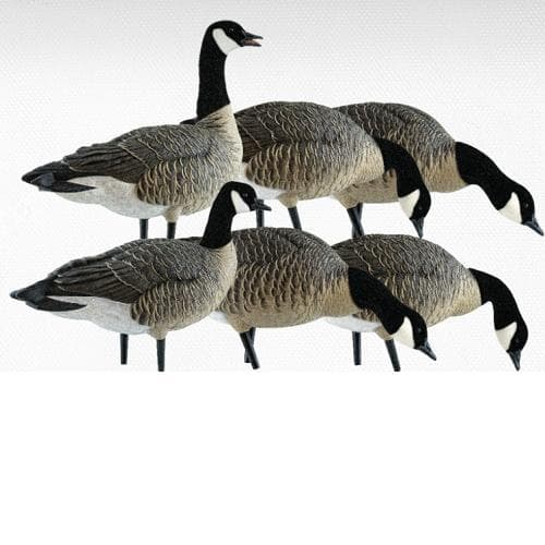 Avian-X AXP Lessers: Fusion Pack Goose Decoys